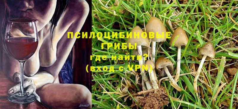 Псилоцибиновые грибы Psilocybine cubensis Карабаш